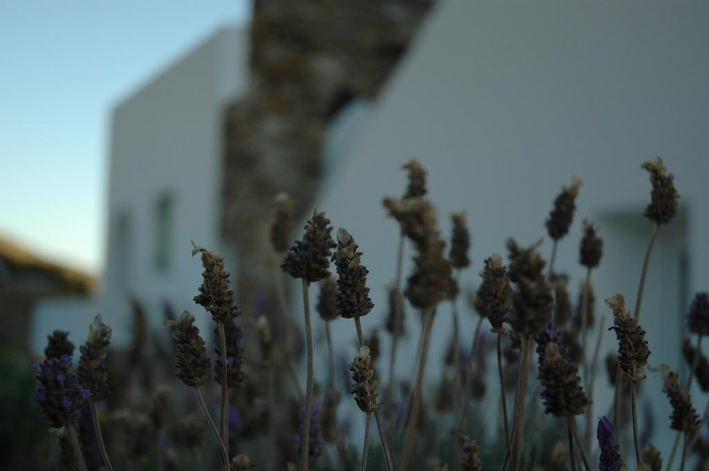 St George Antiparos Apartments And Studios Agios Georgios  Exteriér fotografie